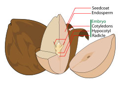 Diagram of Seed Structure