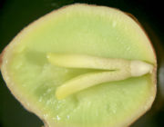 Seed Development Stages