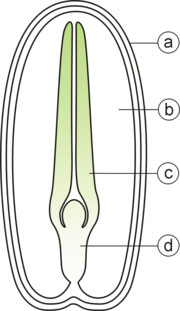 Various Seed Sizes