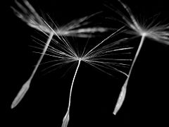 Seed Dispersal Mechanisms