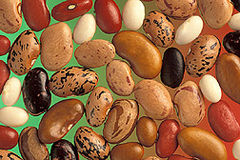 Various Uses of Seeds