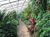 Tropical Garden Image 3