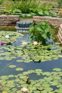 Water Garden Image 1